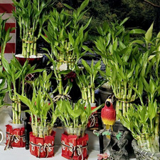 7 Lucky Bamboo - 5x4" and 2x6",  Home Decor, Indoor Perennial, Aquarium Plant