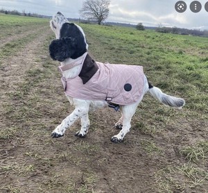barbour dog coat