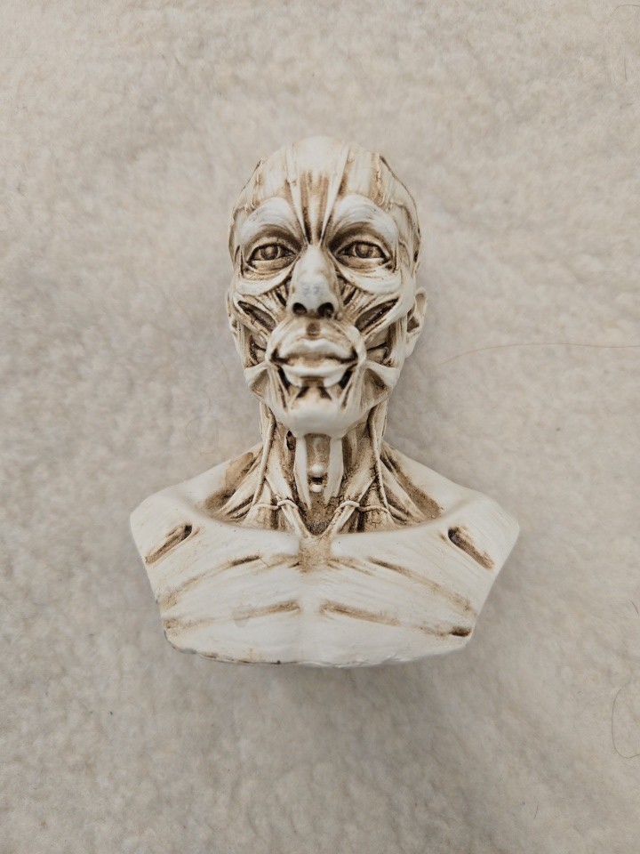 Colorido Busto Humano Escultura Estatua Boceto Dibujo Yeso Fundido Artista Modelo