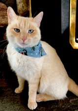 meowy christmas flannel cat bandana