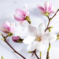 20 Cocktailservietten Magnolia Magnolie Blumen FrüHjahr Rosa Weiß Deko 24X24Cm