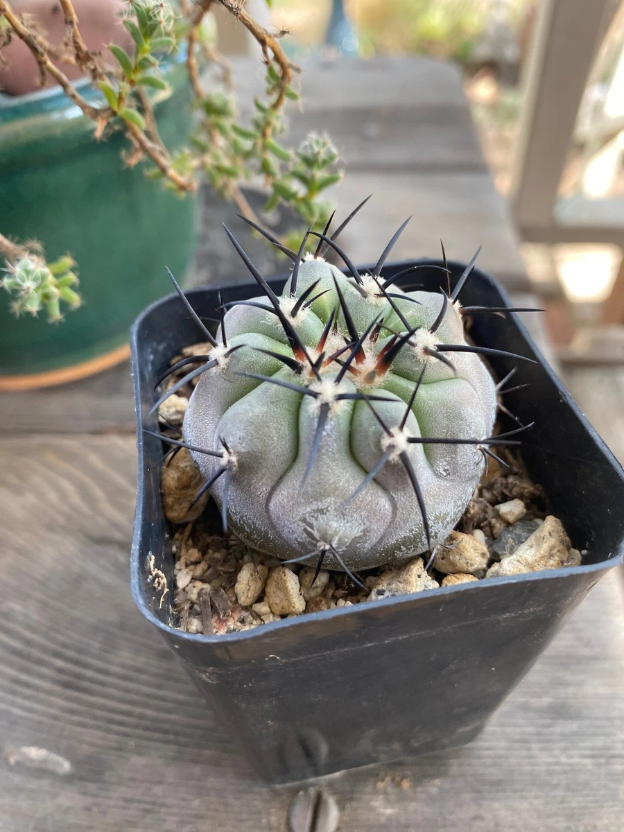 Copiapoa for sale | eBay