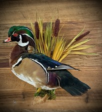 Captive Reared Taxidermy , Standing Wall Mount, Wood D uck Mount