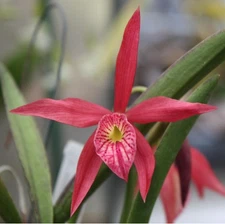 Bc. Edna - Cattleya Orchid 4” Pot