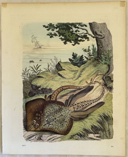 Engraved Fish Stingray Ray 1857 Ittiologia Fishes Nature Still Dead - Picture 2 of 2