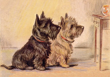 CAIRN & SCOTTISH TERRIER DOG GREETING CARD DOGS WATCH GOLDFISH BOWL NOTE CARD