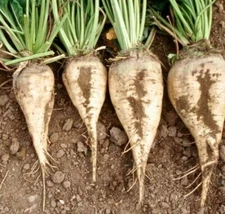 Sugar Beet Seeds 100 Ct Vegetable Garden NON-GMO HEIRLOOM USA FREE SHIPPING