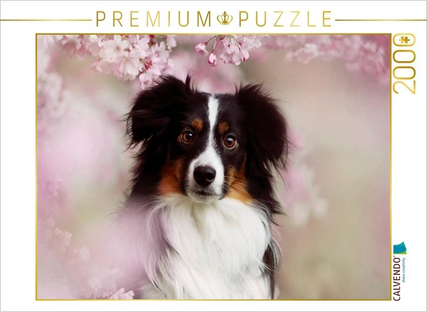 Calvendo Puzzle Australian Shepherd Tri Color | 2000 Pieces, Finished Size 35.4-image