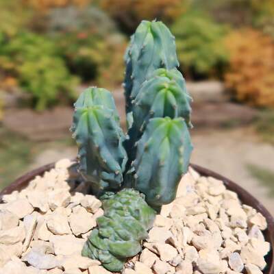 Myrtillocactus geometrizans crested - Dinosaur Back Plant cactus Cacti  Succulent | eBay