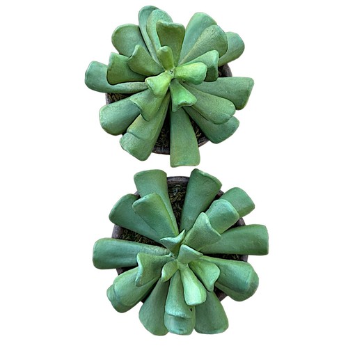 POTTERY BARN Artificial Succulent Plant 6” (set of 2) Clay Pots - Picture 3 of 7