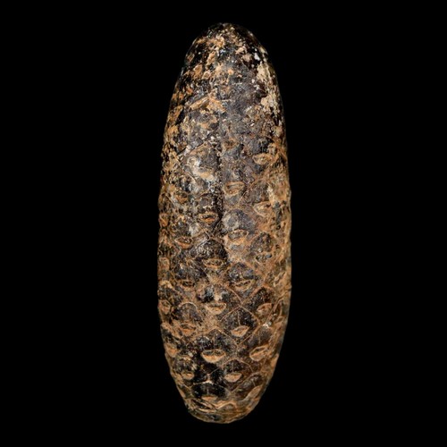 XL 2.2" Fossil Pine Cone Equicalastrobus Replaced By Agate Eocene Age Seeds - Bild 8 von 10