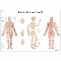 Akupunktur KöRper Tafel 3B Scientific – Laminierte Lernposter Uv-Stabil FüR