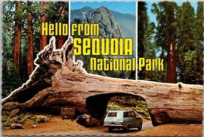 Sequoia National Park California Tunnel Tree Car Continental Postcard B147