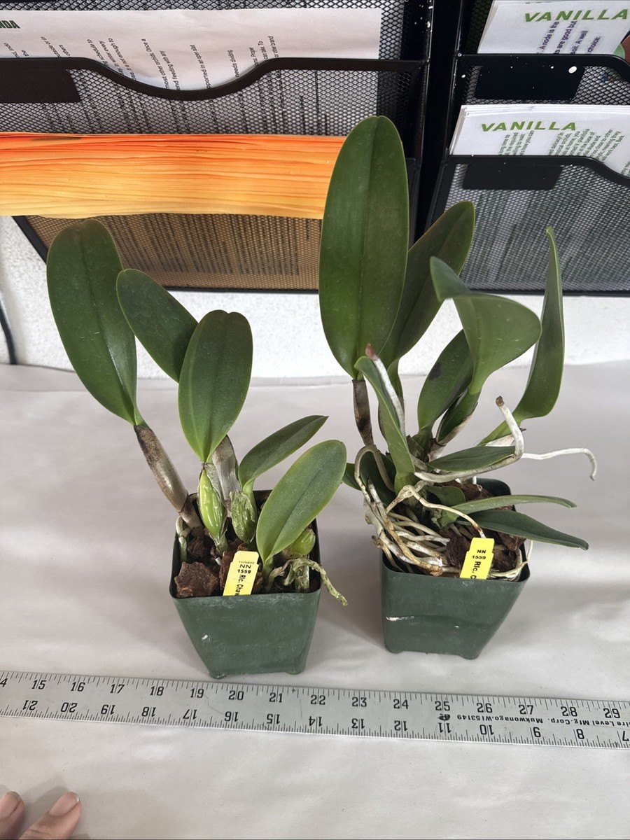 Blc Chaweewan Sunset Cattleya Orchid plant BS 4.5” | eBay