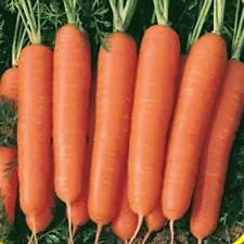 Scarlet Nantes Carrot Seeds | Heirloom / Non-GMO | Free Shipping | 1087