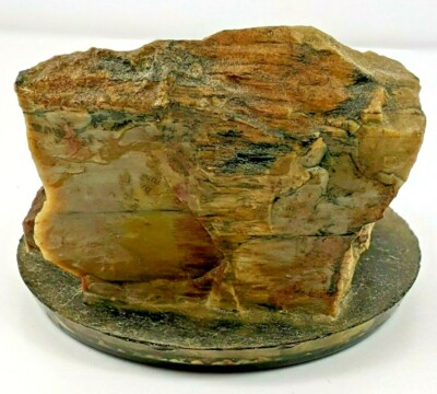 Petrified Forest Wood Souvenir With Bunny Figurine Resin Base | eBay