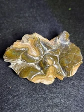 Mastodon Fossil Tooth Segment, Polk Co. Florida