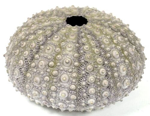 Sea Urchin Shell Specimen Natural Purple Lavender Beach Arts Crafts Coastal 4”