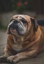 BULLDOG 2X3 FRIDGE MAGNET DOG PUPPY CANINE CUTE ENGLISH FLAT NOSE FRENCH HEFTY