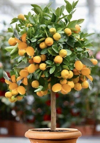 Mandarinenbaum Citrus Strauch Essbar Immergrün Kübelpflanze eBay