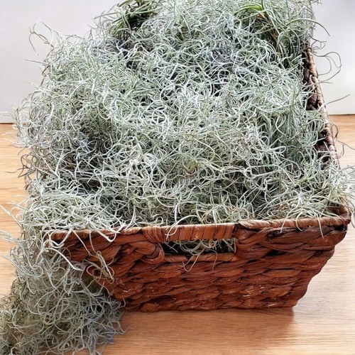 Premium Spanish Moss - Live, Fresh, Organic, BONUS- Free Air Plant & Care Guide! - Picture 9 of 11