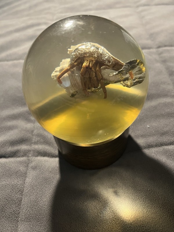 Vintage Nature Gems Educational Embedments Real Hermit Crab In Glass Paperweight