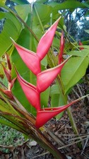 Heliconia stricta Bucky live rhizome plant Florida Hawaii