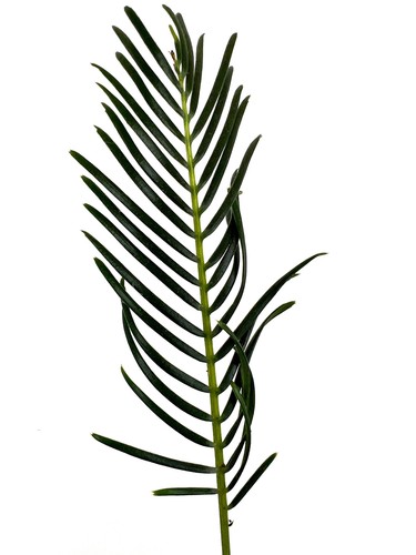 Encephalartos ghellinckii (2 leaves seedling) - no latifrons hirsutus - Picture 4 of 6