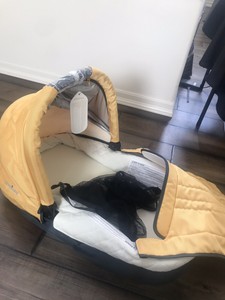 uppababy yellow