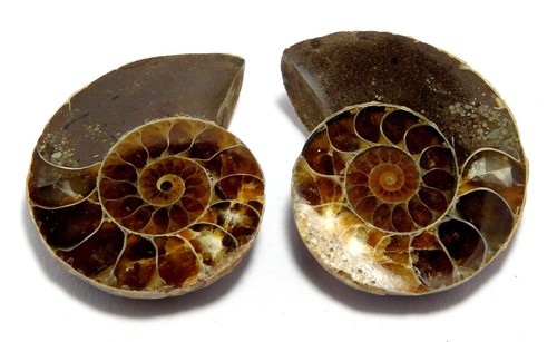 Agata di lumaca fossile 100% naturale forma fantasia cabina pietra preziosa sfusa 27x23x7 mm 62,65 ct - Foto 2 di 7