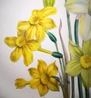 1841,J.W. LOUDON FINEST 1st EDITION ANTIQUE ORIGINAL WATERCOLOURING BULBOUS VKK