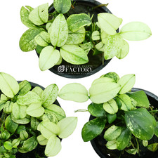 Anubias Petite White  Aquarium Plants Factory 