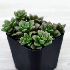 Succulent Live Plant - Cremnosedum : Little Gem - In 2" Pot