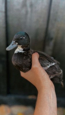 12 Fresh Call Duck Hatching Eggs   SHIPS TO NY ONLY   End of Season Sale