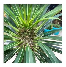 5x Pachypodium geayi Geays Madagaskarpalme Caudex Pflanzen - Samen B15