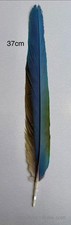 Parrot Macaw Feather Crafts DreamCatcher Jewellery Headdress Spiritual Quill Pen
