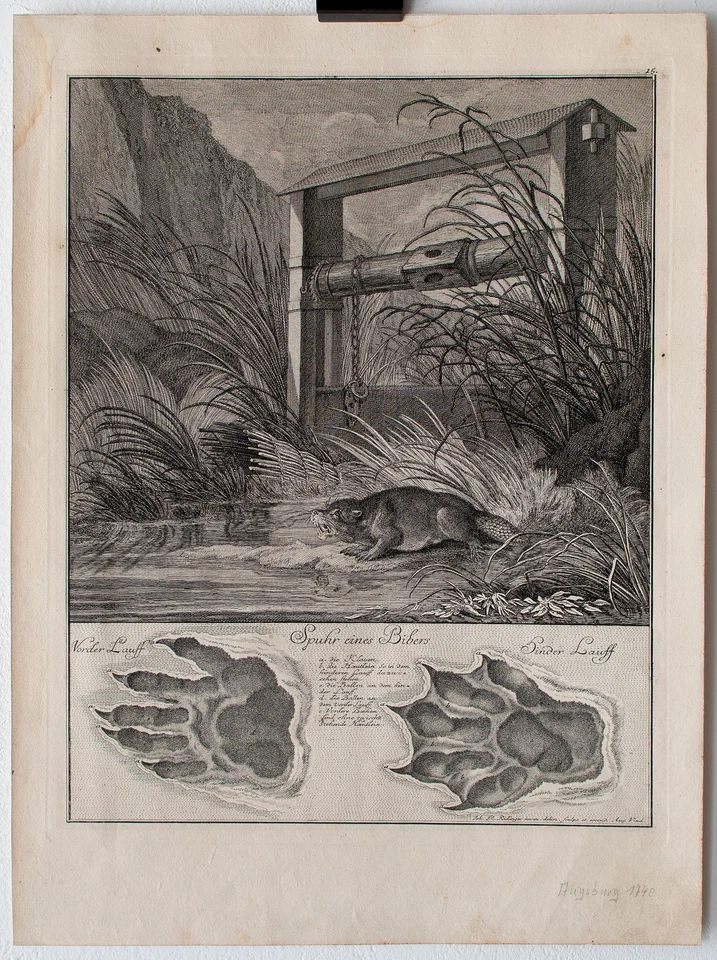 Ridinger Spuhr eines Bibers Kupferstich 1740 jagtbare Thiere Wehr Ufer - Bild 2 von 4