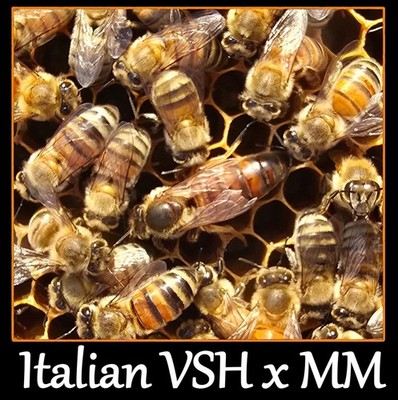 LIVE Queen Bee Mated, Grafted/MARKED HYBRID VSH (SHIPS 06/08) JUNE