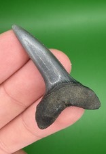 High Quality 1.80” Glossy Mako Shark Tooth Fossil from SC