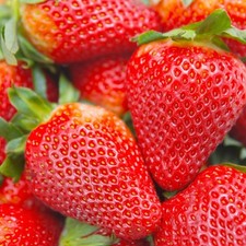 12 Albion Everbearing Strawberry Plants-high Yields Pack Of 12 Bare Root Z 4-8