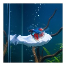 Betta Fish Hammock, Shell Pad with Strong Suction Cup Natural Resting Bed for...