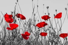 Red Poppies In Meadow Black And White Landscape Photo Poster 24x16