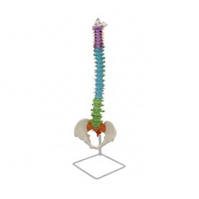 Spine Model with Pelvis Color-Coded Spine Model with Stand Freestanding