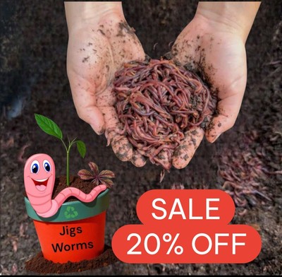 (JIGS)  #1 Red Wiggler Composting Worm Mix Appx 500 Worms.