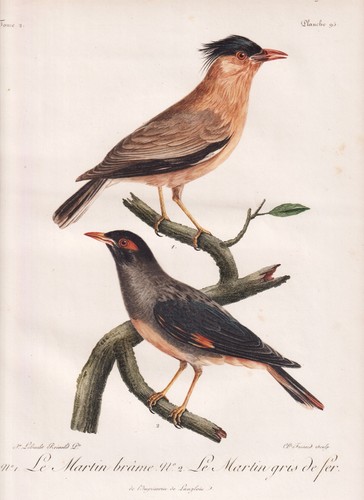 Pagoda star Ufermaina bank myna birds color etching etching Levaillant 1799