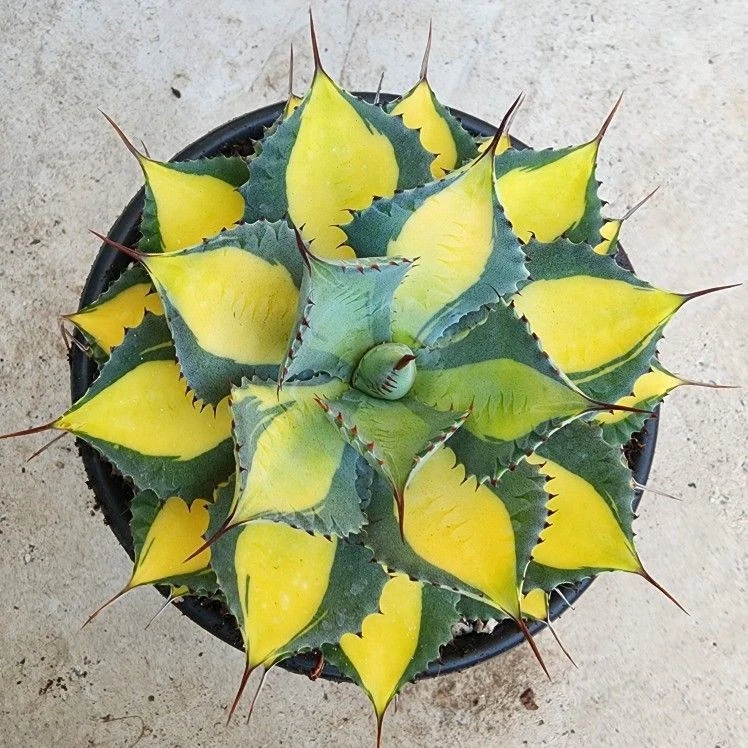 Agave Rum Runner Large 11cm Rare Succulent plant
Opens in a new window or tab