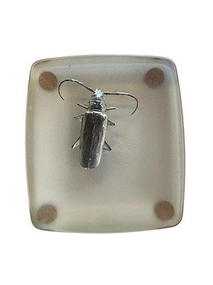 Palos Verdes beetle in footed resin block display