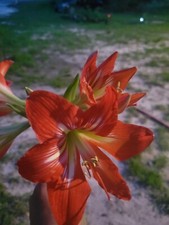 3 Beautiful "Minerva" amaryllis bulbs from usa