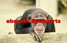 Apes Corel Royalty-Free Stock Photo CD-ROM Disk  USB