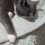 ThriftyCats